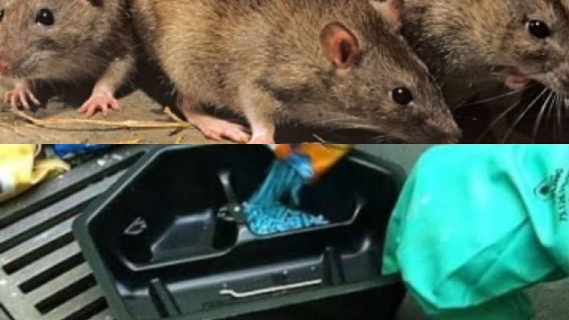  Desratização